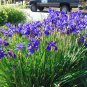 Purple Iris  10 Seeds  Iris sibirica