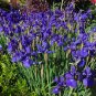 Purple Iris  10 Seeds  Iris sibirica