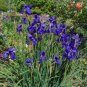Purple Iris  10 Seeds  Iris sibirica