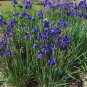 Purple Iris  10 Seeds  Iris sibirica