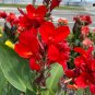 Dwarf Canna 10 Seeds Canna generalis