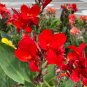 Dwarf Canna 10 Seeds Canna generalis