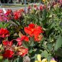 Dwarf Canna 10 Seeds Canna generalis