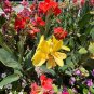 Dwarf Canna 10 Seeds Canna generalis