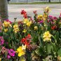 Dwarf Canna 10 Seeds Canna generalis