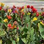 Dwarf Canna 10 Seeds Canna generalis