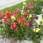 Dwarf Canna 10 Seeds Canna generalis