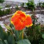 Dwarf Canna 10 Seeds Canna generalis