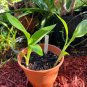 Dwarf Canna 10 Seeds Canna generalis