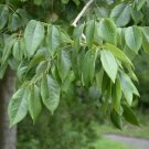 White Ash 100 Seeds Fraxinus americana White Ash 100 Seeds Fraxinus americana