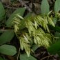 White Ash  100 Seeds  Fraxinus americana