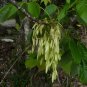 White Ash  100 Seeds  Fraxinus americana