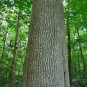 White Ash  100 Seeds  Fraxinus americana