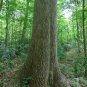 White Ash  100 Seeds  Fraxinus americana