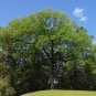White Ash  100 Seeds  Fraxinus americana