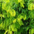 Thornless Honey Locust 100 Seeds Gleditsia triacanthos Thornless Honey Locust 100 Seeds Gleditsia triacanthos