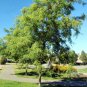 Thornless Honey Locust 100 Seeds Gleditsia triacanthos