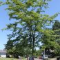 Thornless Honey Locust 100 Seeds Gleditsia triacanthos