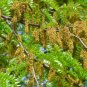 Thornless Honey Locust 100 Seeds Gleditsia triacanthos