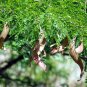Thornless Honey Locust 100 Seeds Gleditsia triacanthos