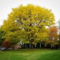 Thornless Honey Locust 100 Seeds Gleditsia triacanthos