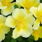 Yellow Rose Manchu Rose Rosa xanthina 100 Seeds
