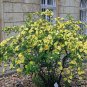 Yellow Rose Manchu Rose Rosa xanthina 100 Seeds