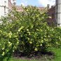 Yellow Rose Manchu Rose Rosa xanthina 100 Seeds