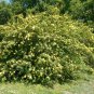 Yellow Rose Manchu Rose Rosa xanthina 100 Seeds