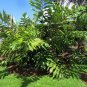 Dwarf Fishtail Palm Wallichia oblongifolia 20 Seeds