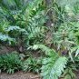 Dwarf Fishtail Palm Wallichia oblongifolia 20 Seeds