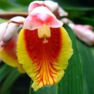 Shell Ginger 5 Seeds Alpinia zerumbet Shell Ginger 5 Seeds Alpinia zerumbet