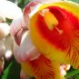 Shell Ginger 5 Seeds Alpinia zerumbet