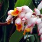 Shell Ginger 5 Seeds Alpinia zerumbet