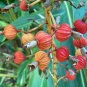 Shell Ginger 5 Seeds Alpinia zerumbet