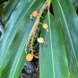 Shell Ginger 5 Seeds Alpinia zerumbet