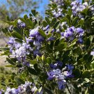 Texas Mountain Laurel 10 Seeds Sophora secundiflora Texas Mountain Laurel 10 Seeds Sophora secundiflora
