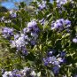 Texas Mountain Laurel 10 Seeds Sophora secundiflora