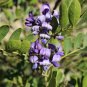 Texas Mountain Laurel 10 Seeds Sophora secundiflora