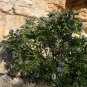 Texas Mountain Laurel 10 Seeds Sophora secundiflora