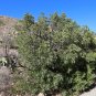 Texas Mountain Laurel 10 Seeds Sophora secundiflora