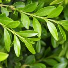 Chinese Boxwood Buxus microphylla 100 Seeds Chinese Boxwood Buxus microphylla 100 Seeds