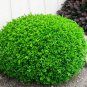 Chinese Boxwood Buxus microphylla 100 Seeds