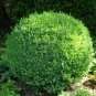 Chinese Boxwood Buxus microphylla 100 Seeds