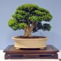 Chinese Boxwood Buxus microphylla 100 Seeds