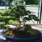 Chinese Boxwood Buxus microphylla 100 Seeds