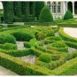 Chinese Boxwood Buxus microphylla 100 Seeds