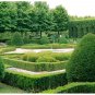 Chinese Boxwood Buxus microphylla 100 Seeds