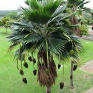 Fiji Fan Palm Pritchardia thurstonii 5 Seeds Fiji Fan Palm Pritchardia thurstonii 5 Seeds