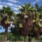 Fiji Fan Palm Pritchardia thurstonii 5 Seeds